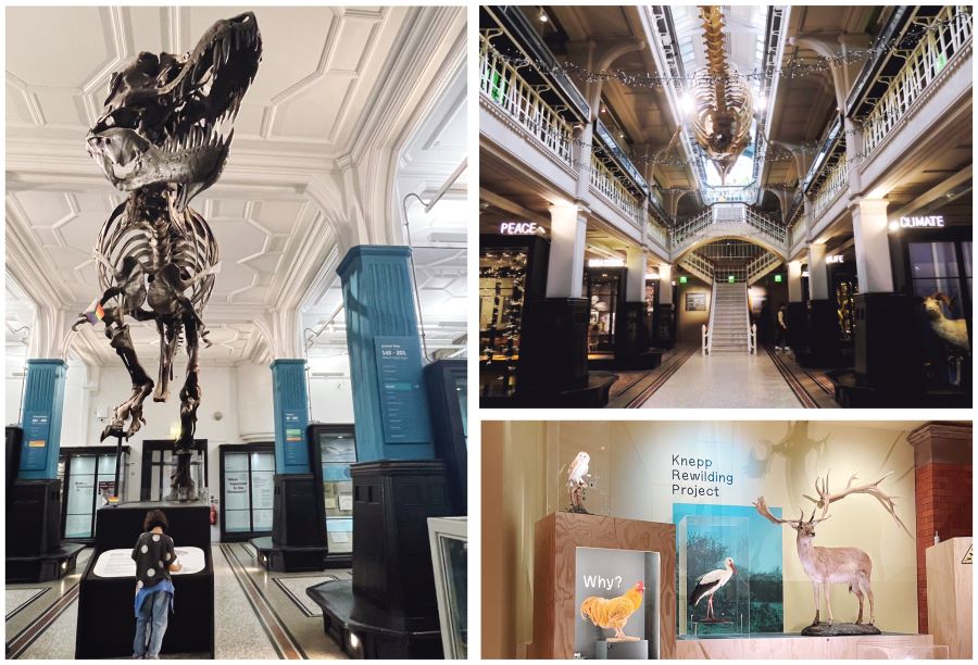 museum exhibitions with dinosaur skeletons and animals 